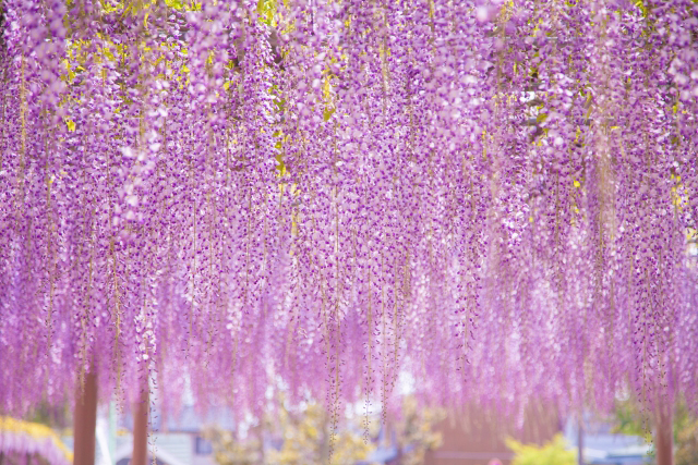 障害者支援施 ちづる園｜2024.04.26 お花見っ！