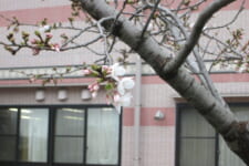 障害者支援施 ちづる園｜2023.03.24 みんなで応援！