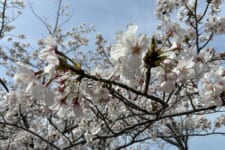 障害者支援施 ちづる園｜2026.05.01 お花見に行ってきました！